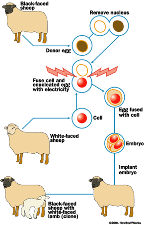 cloning process of dolly the sheep