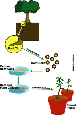 plant tissue culture diagram