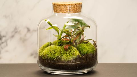 How a Closed Terrarium Can Live for Decades, no Water Added - Vimarsana News