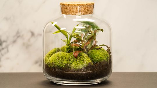 How a Closed Terrarium Can Live for Decades, No Water Added
