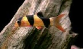 Clown Loach -- botia macrantha See more aquarium fish pictures.