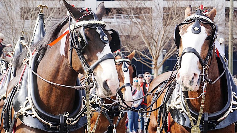 The Wild Stallions - Shinesty Official Budweiser Horses Ball