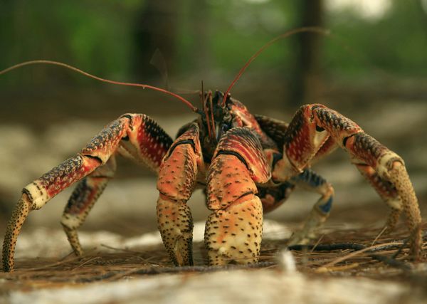 Animal claws grasp seafood in nature.