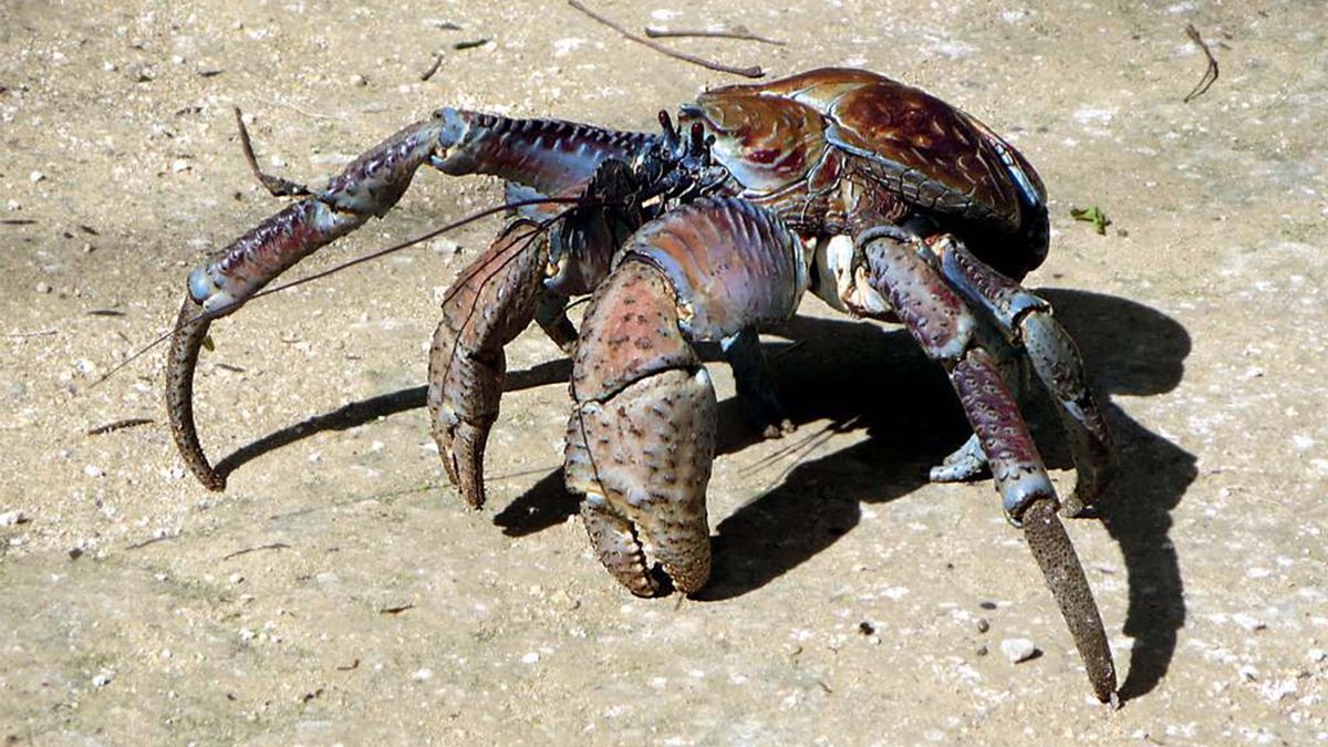 good to eat coconut crab