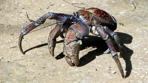 Call the Coconut Crab a Crustacean on Steroids - Vimarsana News