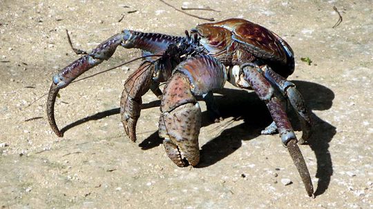 Call the Coconut Crab a Crustacean on Steroids