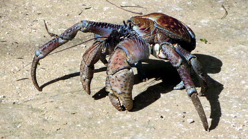 Baby Coconut Crab