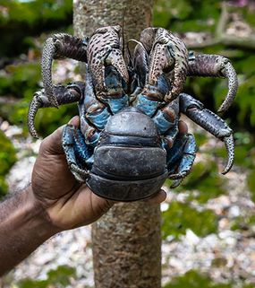 man holds coconut crab