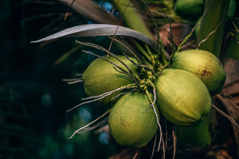 coconut palm tree up close to green coconuts