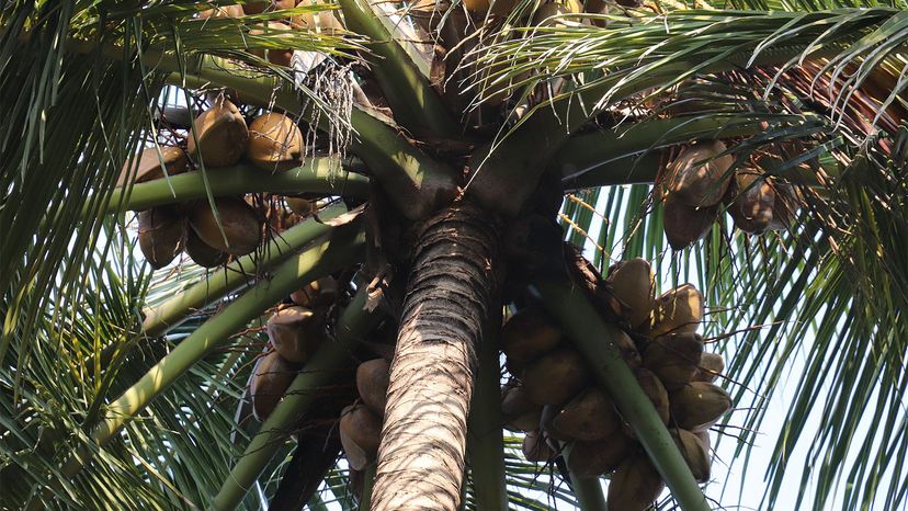 Coconut palm