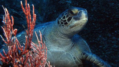 The Galapagos and Coco Islands Are 'Building' a Turtle Superhighway - Vimarsana News