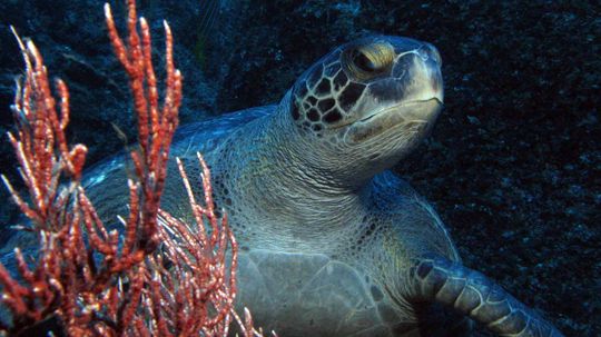 The Galapagos and Coco Islands Are 'Building' a Turtle Superhighway