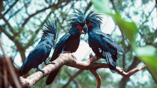 Male Cockatoos Woo Their Ladies With Impressive Drum Solos