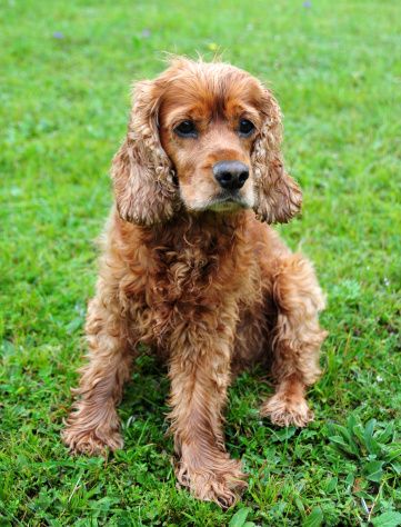 Cocker spaniel