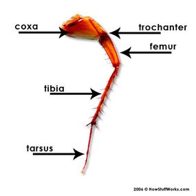 Anatomy of a cockroach leg