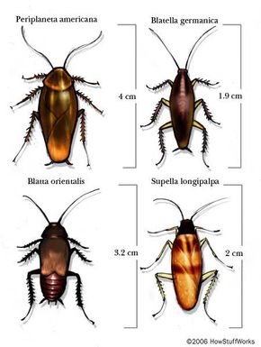 do all cockroaches travel in groups