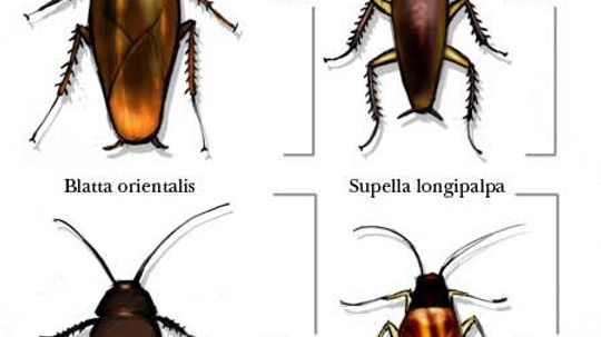 How Cockroaches Work