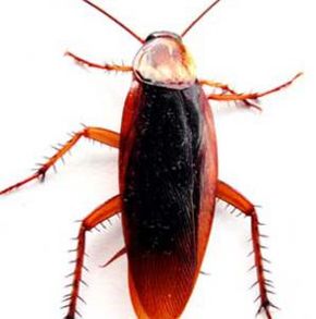 Not only do cockroaches creep most of us out, they can be responsible for allergies or aggravating asthma.