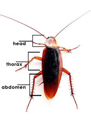 cockroach diagram