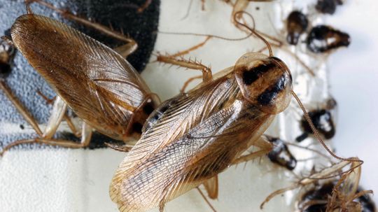 We're Losing the Chemical War on Cockroaches