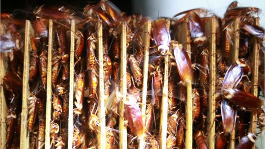 Cockroach Farms Turn Food Trash Into Treasure