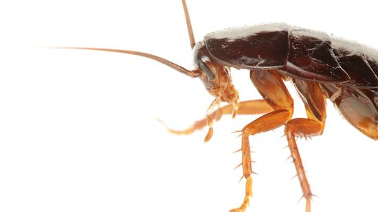 中国流行的“治疗药水”大多是蟑螂＂class=