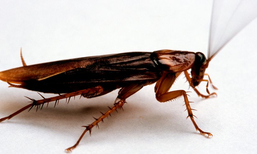 最终的蟑螂测验”width=