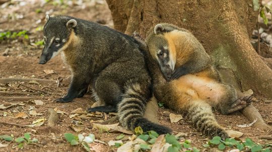 The Coatimundi Is Cute But Doesn't Make a Good Pet