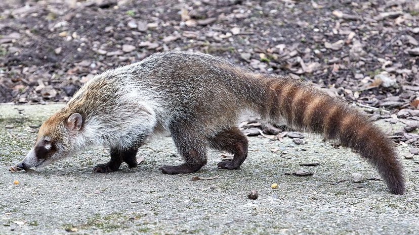 The Coatimundi Is Cute But Doesn't Make a Good Pet | HowStuffWorks