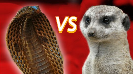 Mongoose vs. Cobra: Who'd Win in a Grudge Match? 