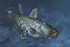 A coelacanth swims.