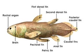 The coelacanth is illustrated.