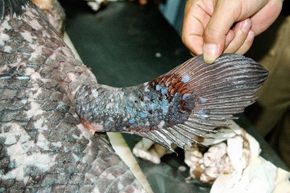 Specialists carry out an autopsy on a coelacanth.