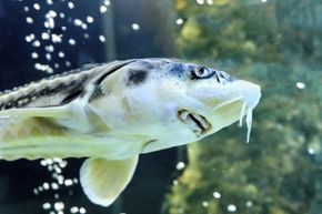 A sturgeon swims.