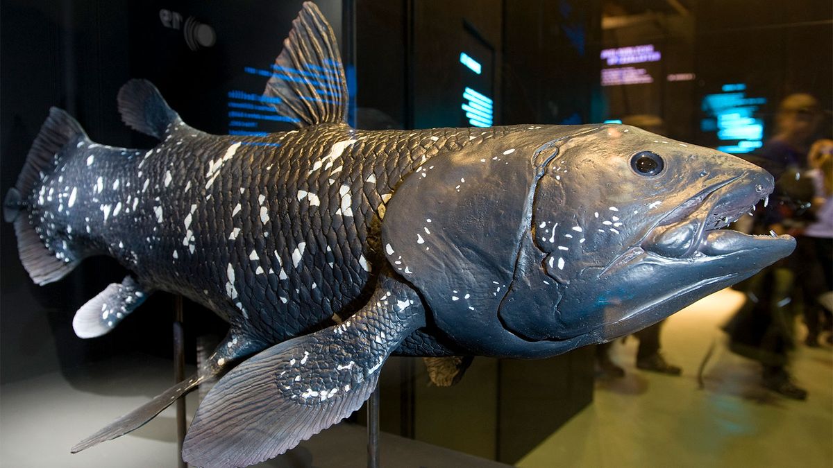 Fish Believed to Have Gone Extinct With Dinosaurs Rediscovered