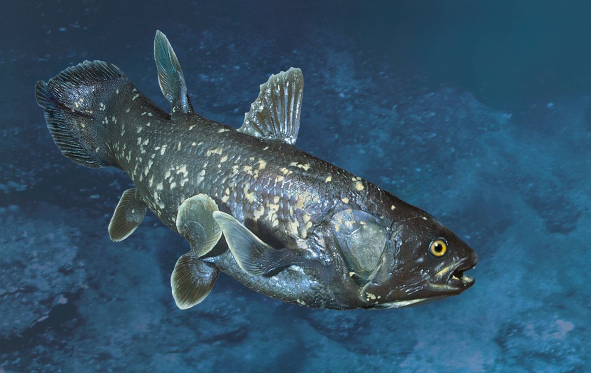 Barracudas: Monsters Of Sea Lore, But Not In Real Life - Dive