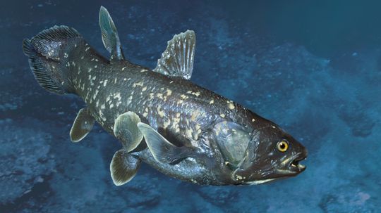 How the Coelacanth Works