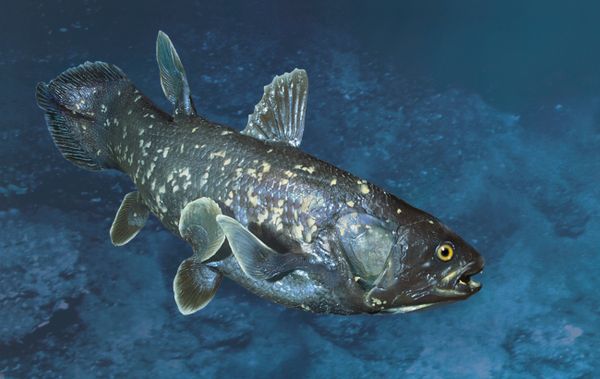 A coelacanth swims.