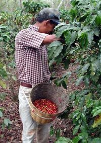 Coffee pickers can pick between 100 and 200 pounds (45 and 90 kg) of coffee cherries per day. Only 20 percent of this weight is the actual bean.