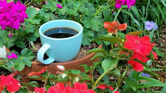 Don't Toss That Joe! Use Diluted Coffee to Fertilize Plants