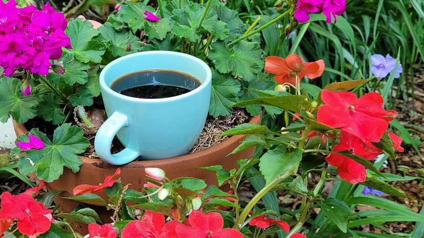 cafea pentru plante