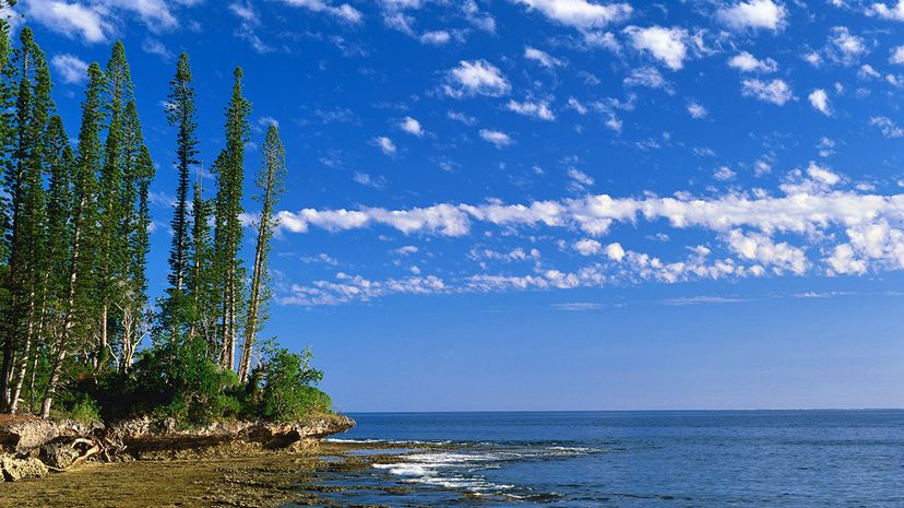 库克松树矗立在新喀里多尼亚的库托半岛上。Ross Barnett/Lonely Planet Images/Getty Images＂width=