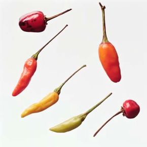 Spice Image GalleryExplore the variety and flavor of chilies in your next recipe. Check out these spice pictures.