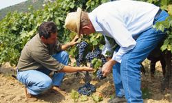 men working on a vineyard