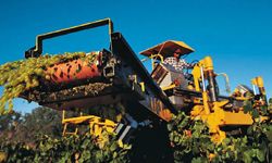 harvesting grapes