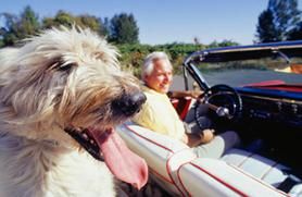 dog in car photo