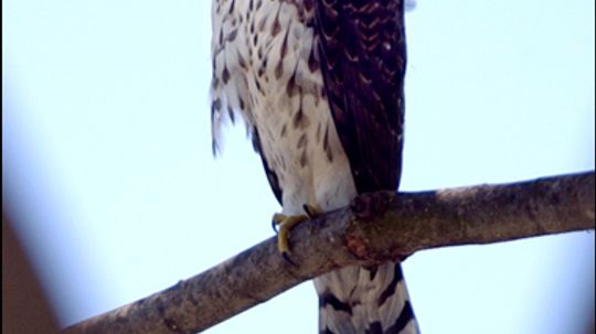 Wild Birds: Cooper's Hawk