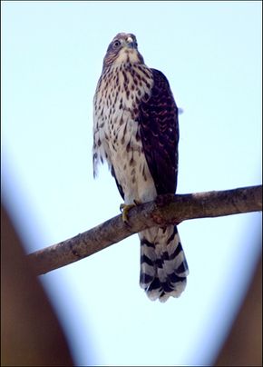Cooper's Hawk : Wild Birds : Animal Planet