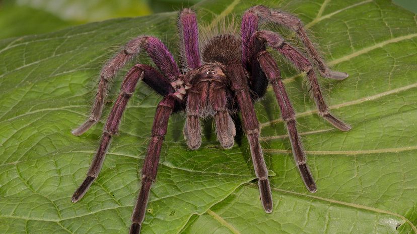 Colombia tarantula