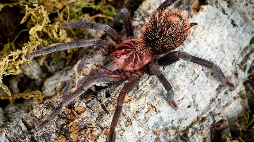 Colombian lesserrblack tarantula